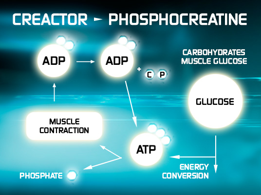 muscletech-creactor-info.jpg